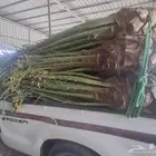 نخل البيع مثمر في مكه جده اطايف الجنوب