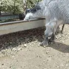 تيس عرض