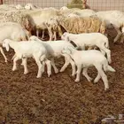 غنم مراح واحد العدد 67