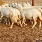 غنم جنب العدد 21دفيع ومضريع