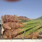 ماشاءالله تبارك الله نخيل طيب