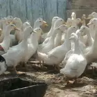 بط بكيني