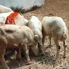 7 فران تربيه