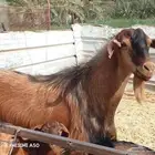 فحل معزاء تهامي