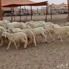 غنم مراح