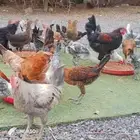 دجاج مشكل بشاير