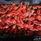فلفل شقرا