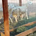 غنم حريه العدد 40