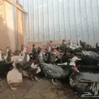 بط مصري و مسكوفي