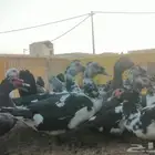 بط مصري مسكوفي