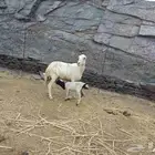 عرض لكم اليوم نعجه منتوج