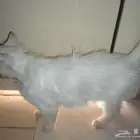 قط رومي لون العيون احمر