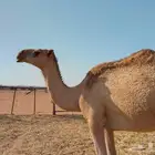 بكره شقحا