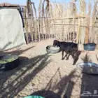 ماعز سديس العداد 3 الحد جملة 1200