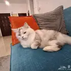قطة للتبني
