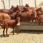 معزه العدد 16تحتها 16