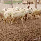 رخال العدد 12