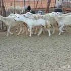 غنم خلفات وجنب العدد 40