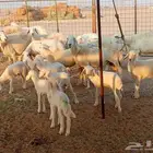 غنم خلفات العدد 12تحتها15