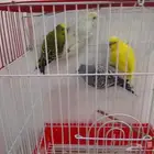 سلام عليكم ورحمه وبركاته عندي طيور الحب العدد 4