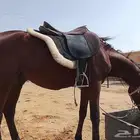 حصان أبل هدي مره عسيف يركبه الصغير والكبير سايم
