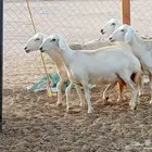 رخال العدد 21