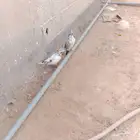 السلام عليكم ورحمه الله وبركاته جوز حمام بكستاني