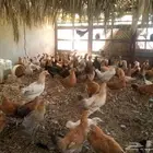 دجاج بياض والحمد لله خالي من الامراض للبيع