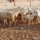 غنم خلفيات العدد 13تحتها 13