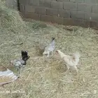 دجاجتين و وديك