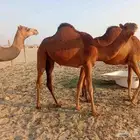 بكار سواحل العدد 2