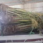 يوجدلدين جميع انواع انخل المثمره وزينه