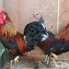 ديوك عربي طراز القديم