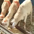 ثلاث خرفان تربيه