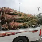 نخل للبيع مثمرة بأسعار مناسبة