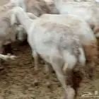 غنم حريه العدد 49