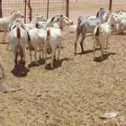 معزه خلفات وجنب