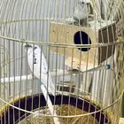 طيور الحب بادجي مع قفص وستاند