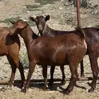 تأسيس مراح دهم الدهم