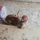 زوج ارانب الليفه للبيع