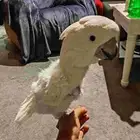 كوكاتو امبريلا(انثى)