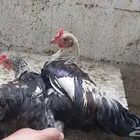 ديك عربي شوكي