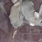 ارانب ذكر وانثى الارانب نظيفه