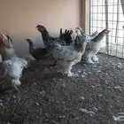 دجاج براهما