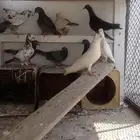 حمام بلدي و خرجي البدلي الحبه ب4 ولا خرجي الحبه ب30 عل سوام