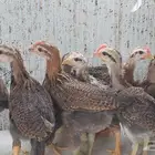 صوص عربي فري