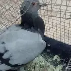 حمام للبيع ذكر زاجل