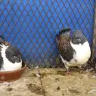 حمام كينق