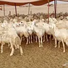 غنم مراح كامل 180 رأس معها 2 فحول منوة القناي