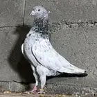 حمام باكستاني